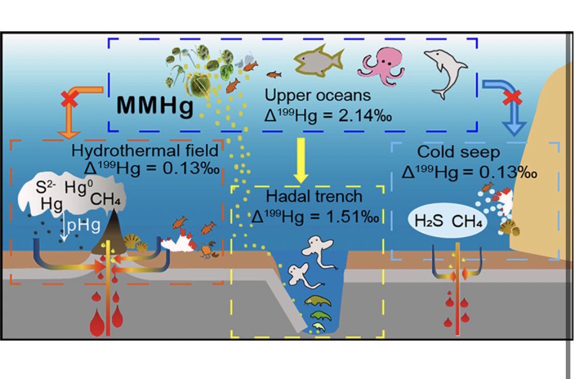 Super proud of PhD student <a href="/2021_jing/">Jing</a> ! First measurements of 
mercury stable isotopes in #hydrothermal vent biota shedding light on deep #ocean #mercury #biogeochemistry 
#HOT_Hg

pubs.acs.org/doi/full/10.10…