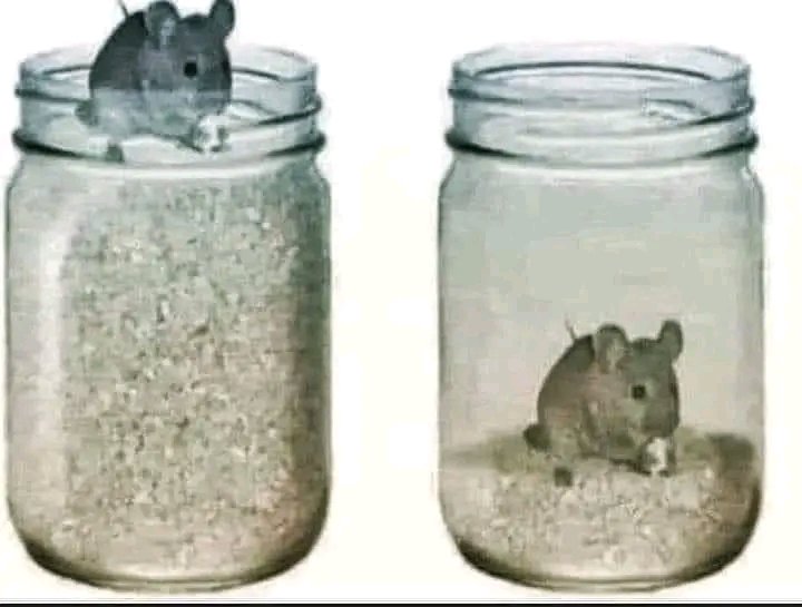 A mouse was placed at the top of a jar filled with grains. It was so happy to find so much food around him that no longer he felt the need to run around searching for food. He could happily live his life. After a few days of enjoying the grains, he reached the bottom of the jar.