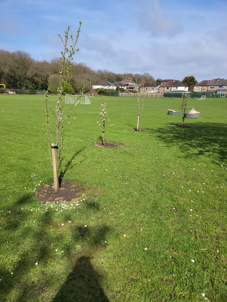 HBJSCH63's tweet photo. Fruit trees donated and planted last year by @merseyforest supported by eco and science ambassadors are in blossom. Thanks to our grounds team, The Green Team, for mowing carefully around them. #HBJSNATURALCURRICULUM #HBJSOUTDOORLEARNING https://t.co/nK3t26tsVX