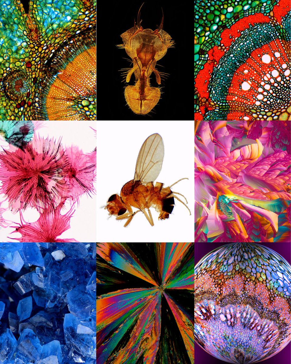 MoticEurope's tweet image. #Microscopes open the door to minute and beautiful curiosities🌍🔬Things you never imagined, suddenly appear in front of your eyes.✨ That's the reason we love what we do! 😍 #WorldMicroscopeDay
Have you ever thought how beautiful science can be?#MoticEurope #Microscopy #Science