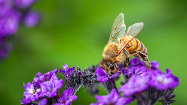 NRCS_NC's tweet image. Its #NationalGardenMonth, with gardens we can help our pollinators. Pollinators make use of food and habitat anywhere it is found, whether on roadsides, in a schoolyard garden or a planter. bit.ly/41m99pJ
#Conservation
