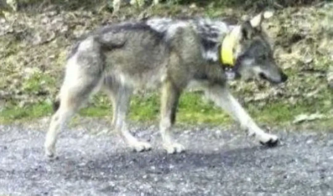 ascel_lobo's tweet photo. El joven lobo macho M237 nacido en Suiza que había protagonizado uno de los eventos de dispersión a larga distancia más grandes de Europa muere de un disparo de un cazador húngaro en una zona próxima a la frontera entre Eslovaquia y Hungria. El autor del disparo ha sido detenido. https://t.co/maZCp61ae4