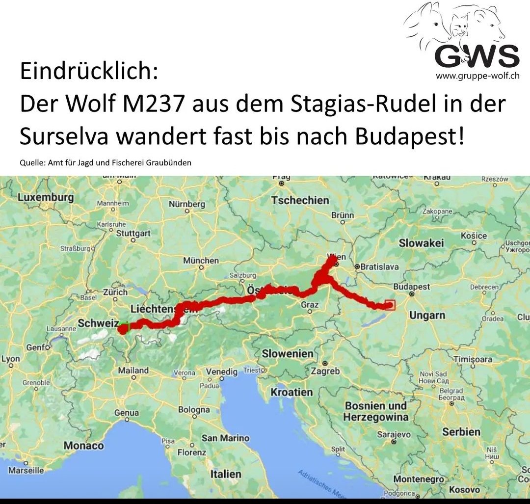 ascel_lobo's tweet photo. El joven lobo macho M237 nacido en Suiza que había protagonizado uno de los eventos de dispersión a larga distancia más grandes de Europa muere de un disparo de un cazador húngaro en una zona próxima a la frontera entre Eslovaquia y Hungria. El autor del disparo ha sido detenido. https://t.co/maZCp61ae4