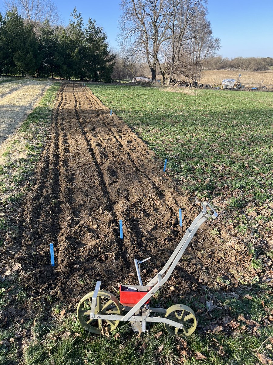 Sweet corn has started

#plant23