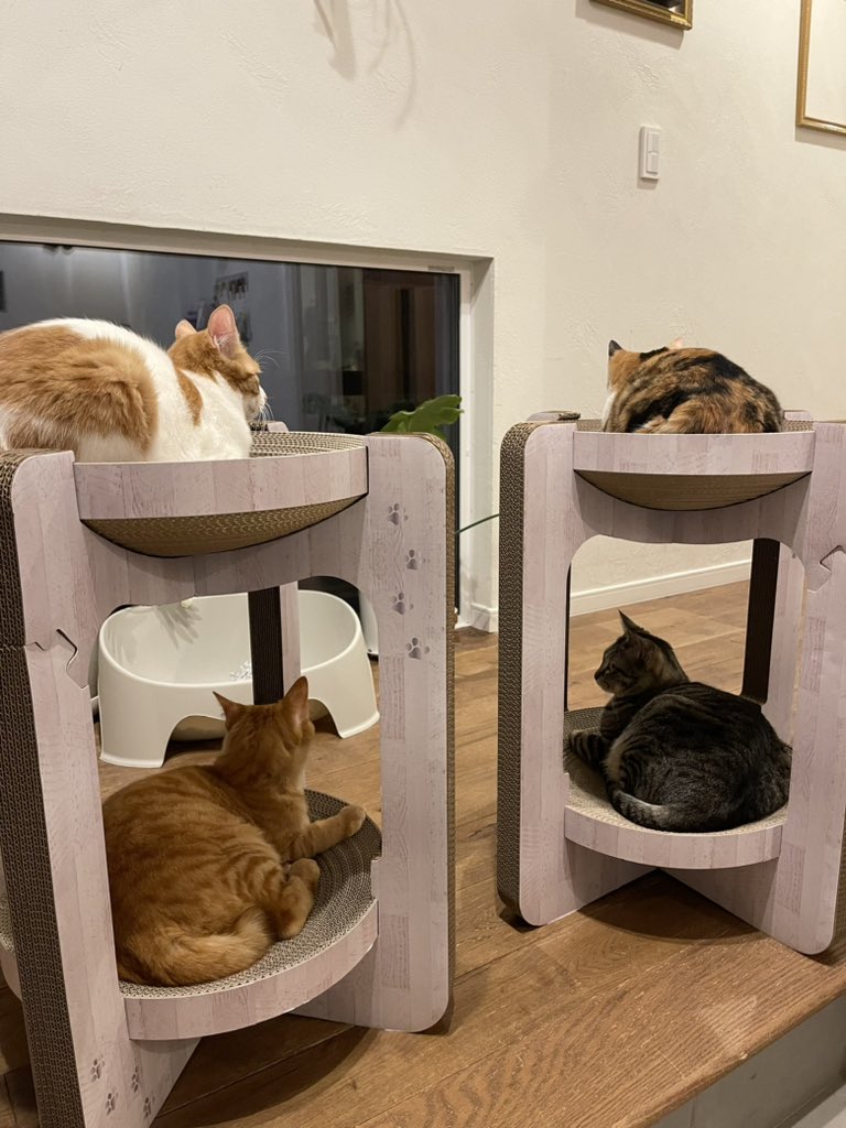 猫田さん 猫21匹の下僕 (@necotasan22) / Posts / X