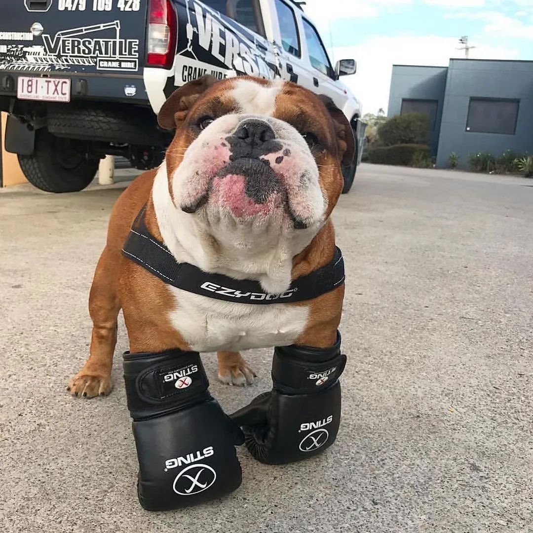 Fight night 🥊 Who’s ready? 🥊

#bulldogsofinstagram #cuteenglishbulldogs
#doglovers