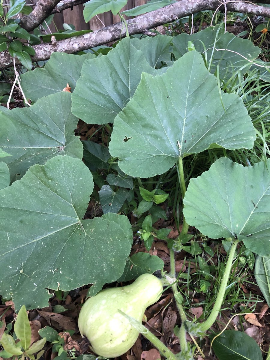 Bala Rathinasabapathi tweet media