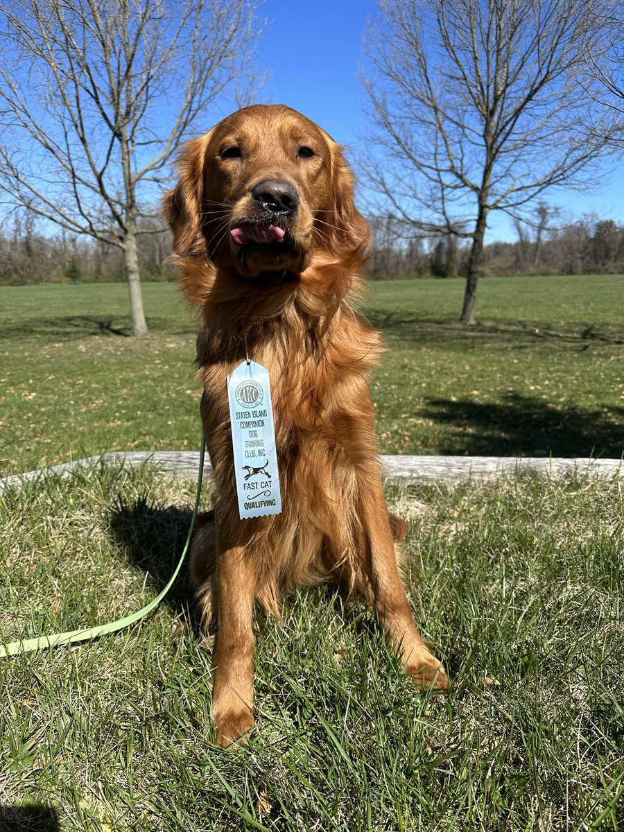 Baydo had an amazing run at his last Fast CAT and has a new personal record! 
He ran in 7.6 seconds = 26.91 mph

#goldenretriever #dogcompetition #fastcatdog #goldenretriever #goldenretrieverlove #goldenretrieveroftwitter #goldenretrieveroftheday #runningdog #lurecoursingdogs