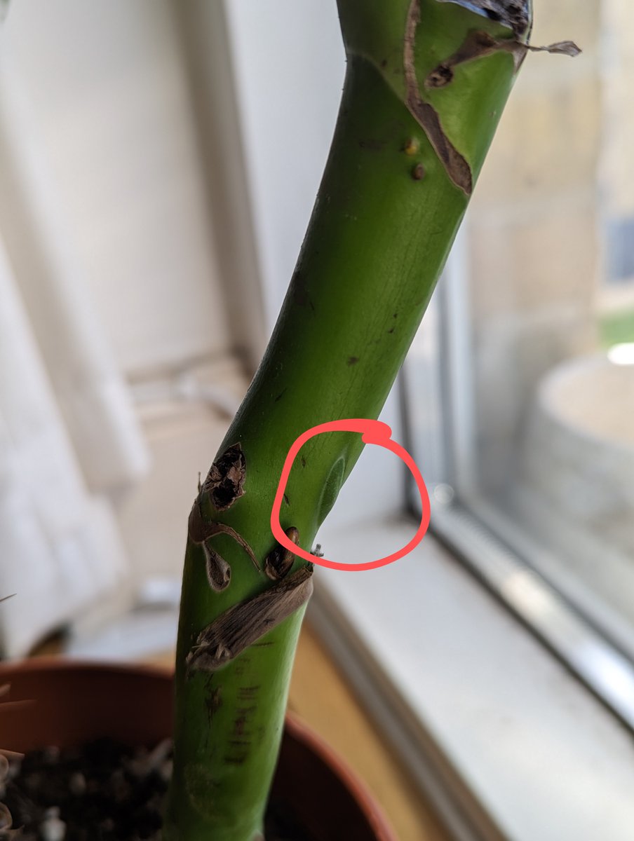 I bought a monstera about a month ago on Marketplace and it had the worst root rot I've ever seen. After pruning, disinfecting, separating and repotting I'm starting to see some new growth buds form!! 🌿