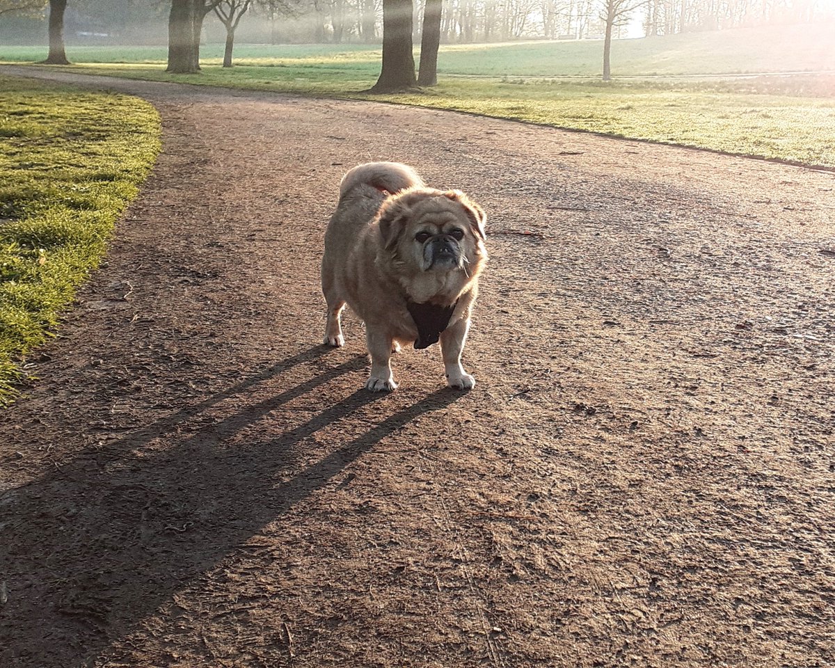 gina_kimba's tweet photo. #Gina #hikewithdogs #hikewithp #hundeliebe #hundefotografie https://t.co/aHEBJrJnCG