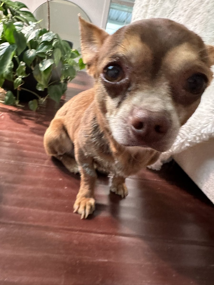 Dmac On Twitter Meet Levi A Stray Dog We Took In A Few Weeks Ago dmac-on-twitter-meet-levi-a-stray-dog-we-took-in-a-few-weeks-ago
