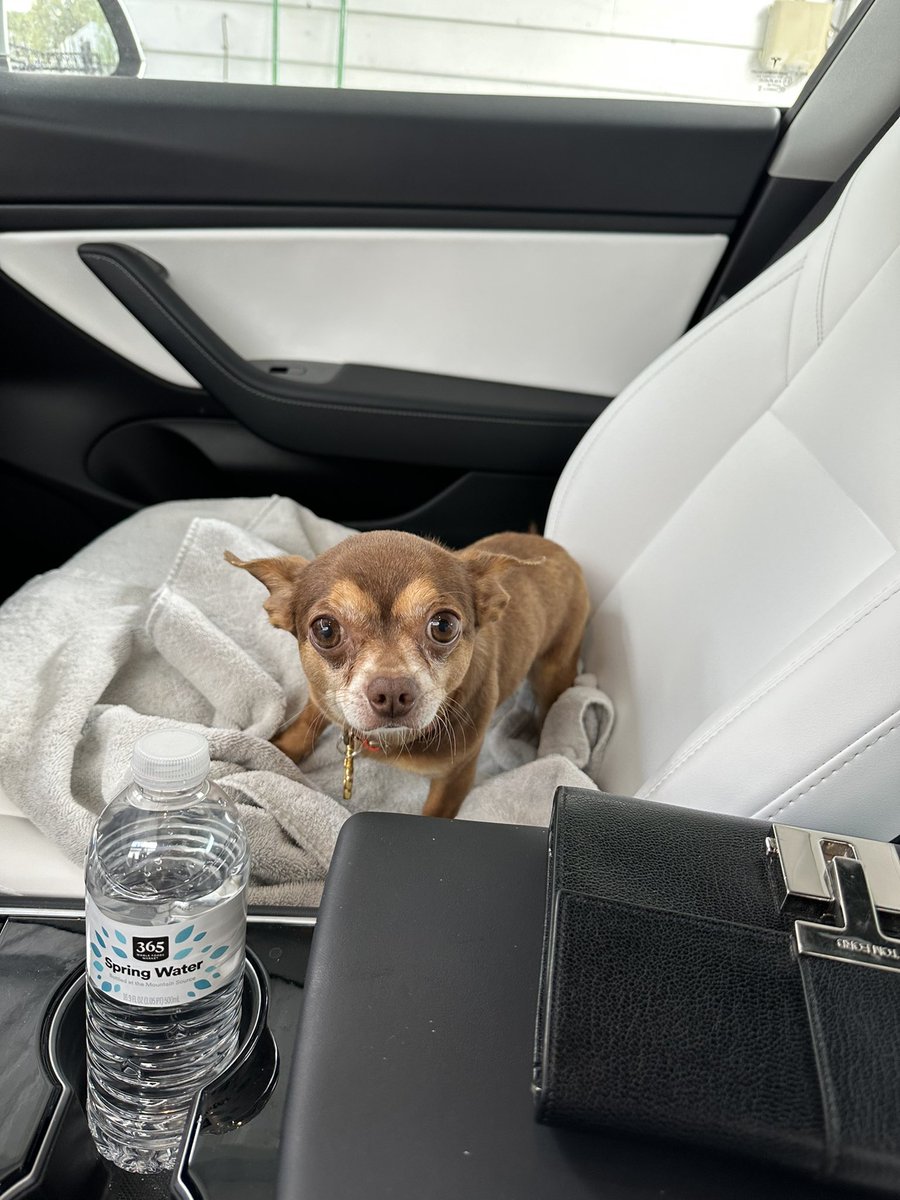 Dmac On Twitter Meet Levi A Stray Dog We Took In A Few Weeks Ago dmac-on-twitter-meet-levi-a-stray-dog-we-took-in-a-few-weeks-ago