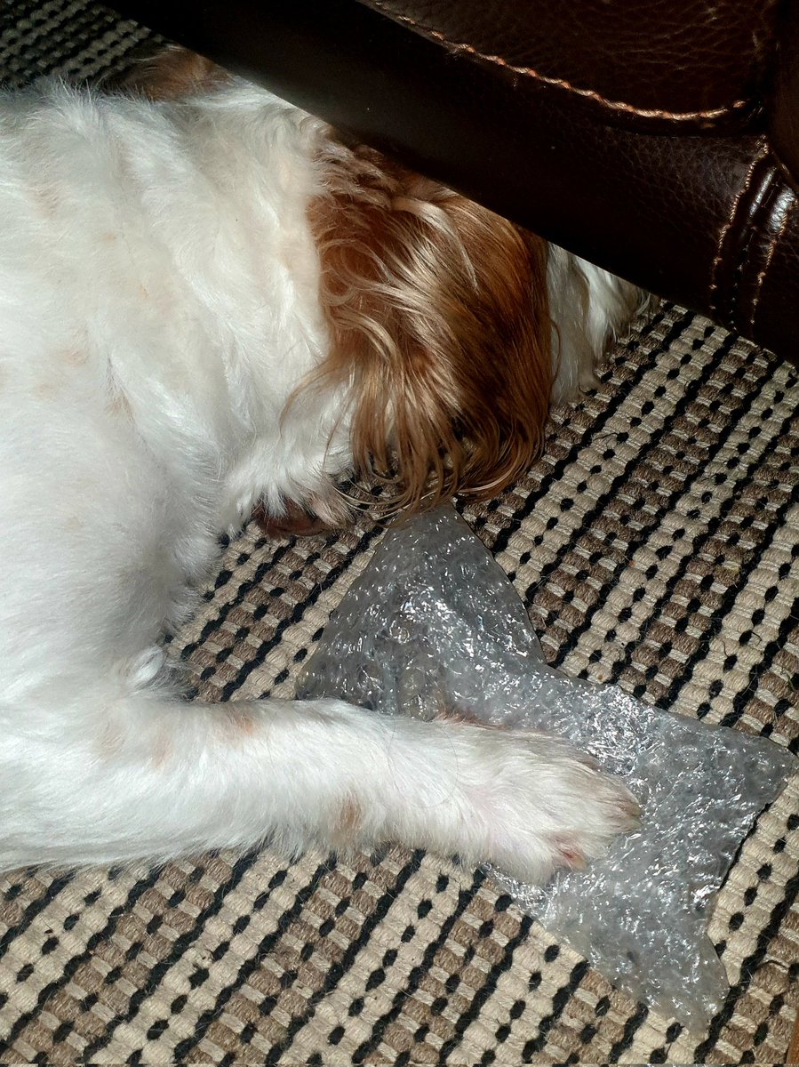 AgPeriUrban's tweet photo. My dog is exhausted, after his big Easter. He's finished popping all the pieces of bubble wrap, that our @Haighs1915 eggs and gifts were safely packaged in.
No broken #chocolate gifts, and one happy pooped popped out dog.
#JackRussell #dogsoftwitter #sweetfun #happiness https://t.co/Sp92adTgld