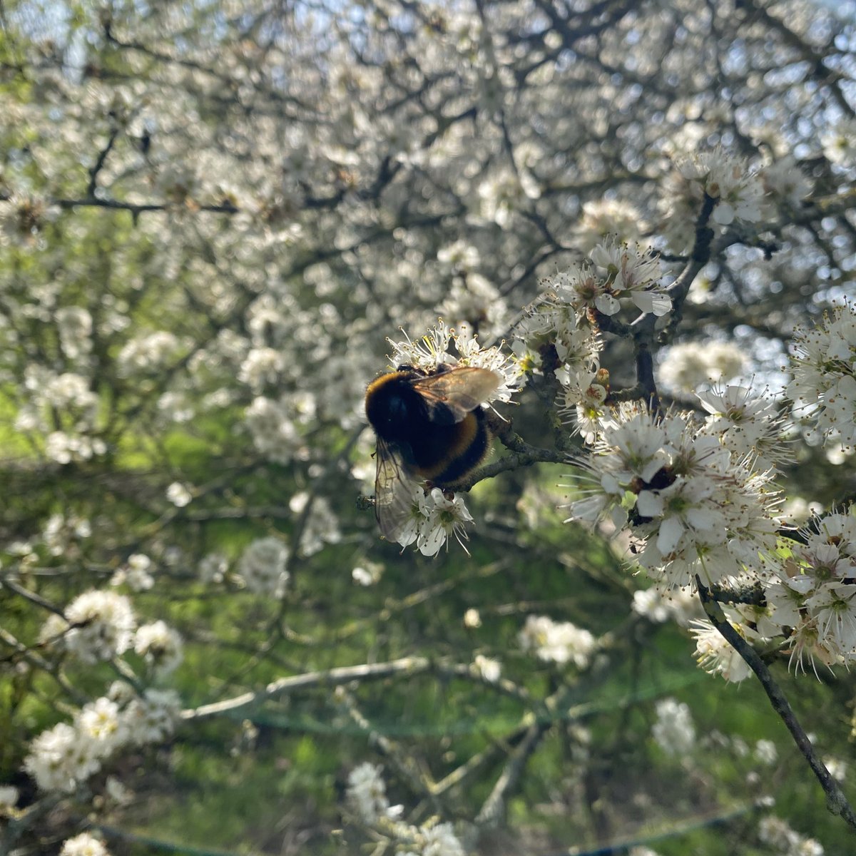 Octavia Lillywhite tweet media