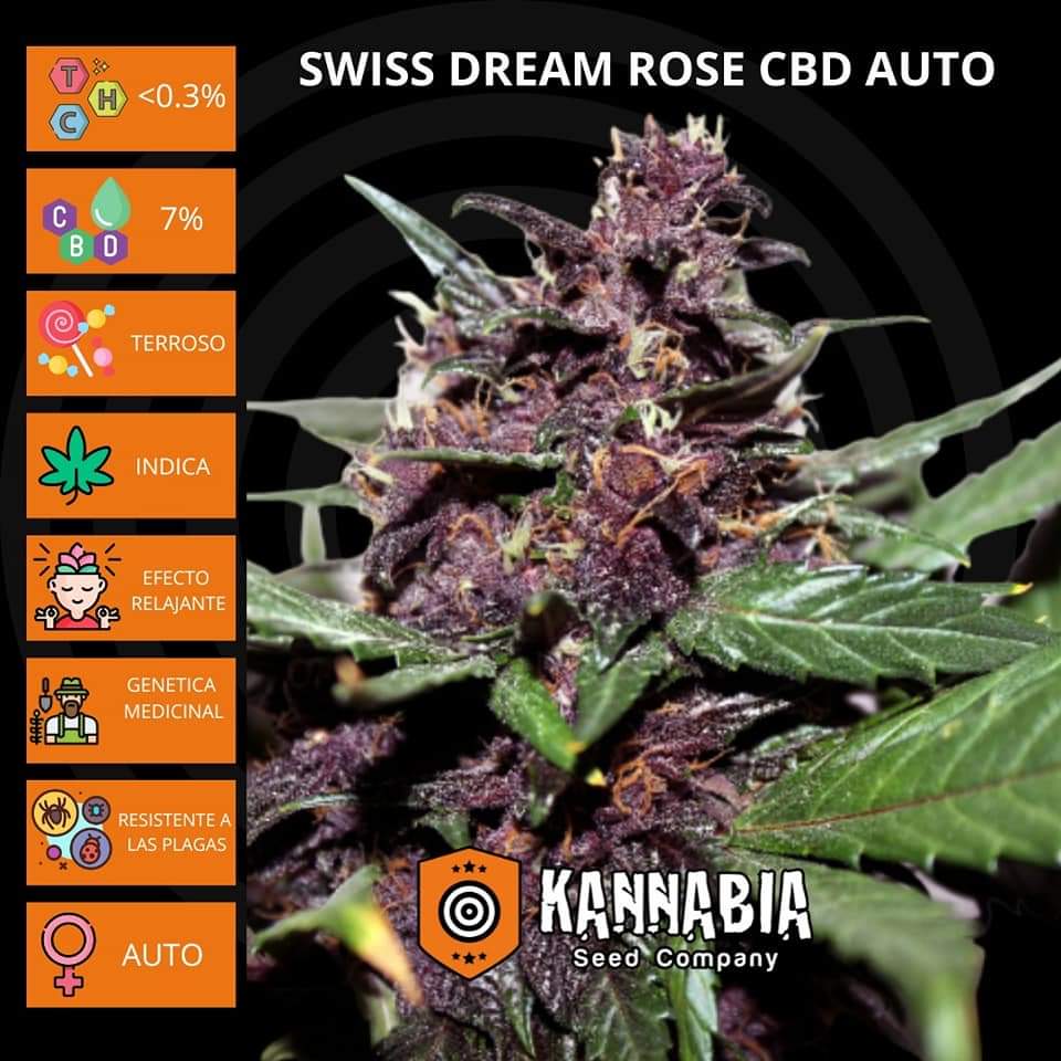 KannabiaSeeds's tweet image. ⚕️ Descubre nuestra mejor #autofloreciente rica en #CBD y llena de propiedades terapéuticas 🩺: SWISS DREAM ROSÉ AUTO CBD de #Kannabia @IntKannabia @Kannabia_Samen 🌱🌿🌺🧡💚

ℹ️ Más info en: kannabia.com/es/semillas-ma…

Indica dominant hybrid
CBD: 7 %
THC: &amp;lt;0,3 %

#MedicalCannabis