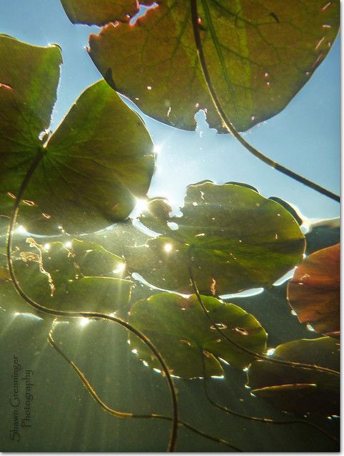 ElliottBlackwe3's tweet photo. Isn't it amazing how magical the world looks when we view it from a different perspective?
(Under the Lily Pads photo by Shawn Grenninger) https://t.co/bsYlwKBuaX