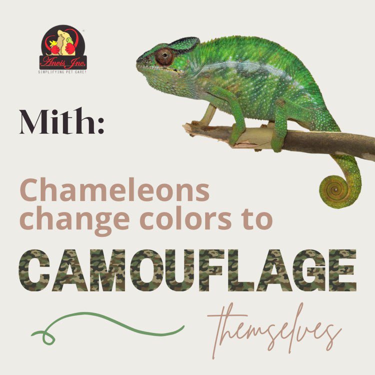 Reality: chameleons change colors depending on their mood 😄😡🤣🤪🦎

Tags: #chameleon #reptile #reptilesofinstagram #lifewithfred #yemenchameleon #animals #life #lizard #reptiles #chameleons_of_instagram #chameleonsofig #veiledchameleon #pantherchameleon #animal #love