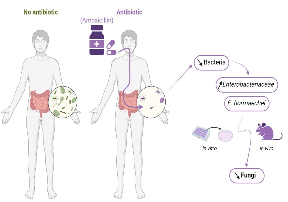 I am very proud to share with you our last publication in @MicrobiomeJ!
rdcu.be/c9Atv
This work show that not all antibiotics increase fungi 🍄 in the gut with a special focus on amoxicillin clavulanic acid treatment.
#mycobiote #antibiotics #gutmicrobiota