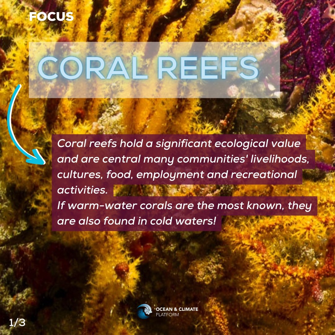 ocean_climate's tweet photo. [#WhatOceanForTomorrow] #FOCUS 🪸 Corals reefs: home to ～ 30% of the world's biodiversity 🐠, they are central to human societies’ cultures, food, and economic security!💫

👉 Learn more: https://t.co/2qdzfUX96A https://t.co/RHOLIKe6cp