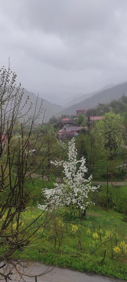 #Günaydın insanlık 🌿🌿🌿
Ben ki her Nisan bir yaş daha genç
Her bahar biraz daha aşığım ,
Korkar mıyım?
Ah , dostum ,derdim başka ....
#OrhanVeli