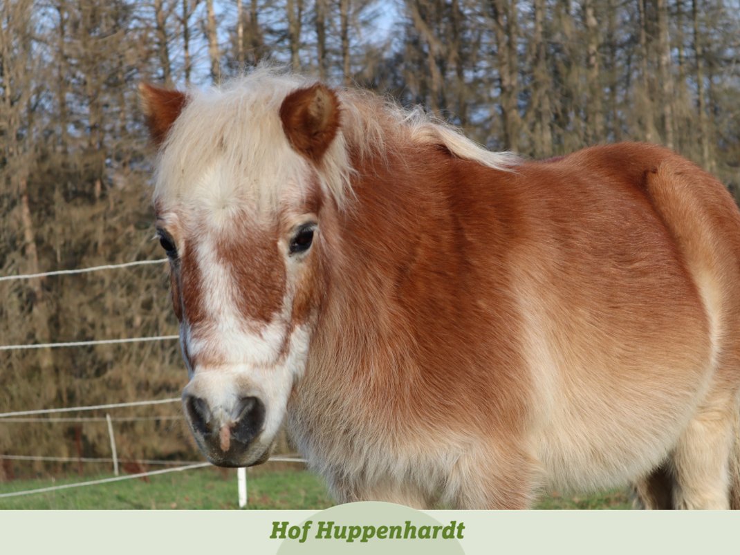 Heyho, Elfi hier 🐴  Schon ab fünf Euro im Monat habt Ihr die Möglichkeit, Patin oder Pate des coolsten Ponys von Hof Huppenhardt zu werden! 😎 
hof-huppenhardt.de/die-tiere/
#tierschutz #horse #pferdeliebe #pony #minishetty #süß #patenschaft #patewerden #patinwerden #unterstützen