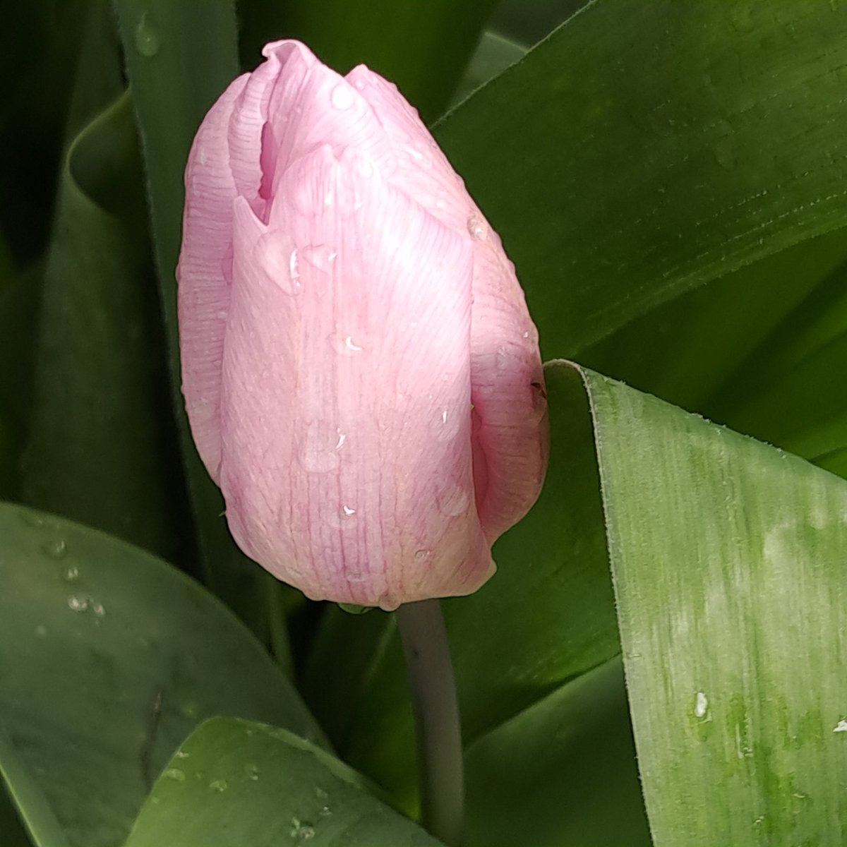 beëindigen. Gelukkig wil hij hulp en heeft hij na bezoek huisarts een afspraak gemaakt bij POH GGZ. Foto's van donkere luchten, maar ook van tulpen om de dag op te vrolijken!

Fijne donderdag, geniet en blijf gezond!😃💙💛🌷
#tulpen #genietenindenatuur