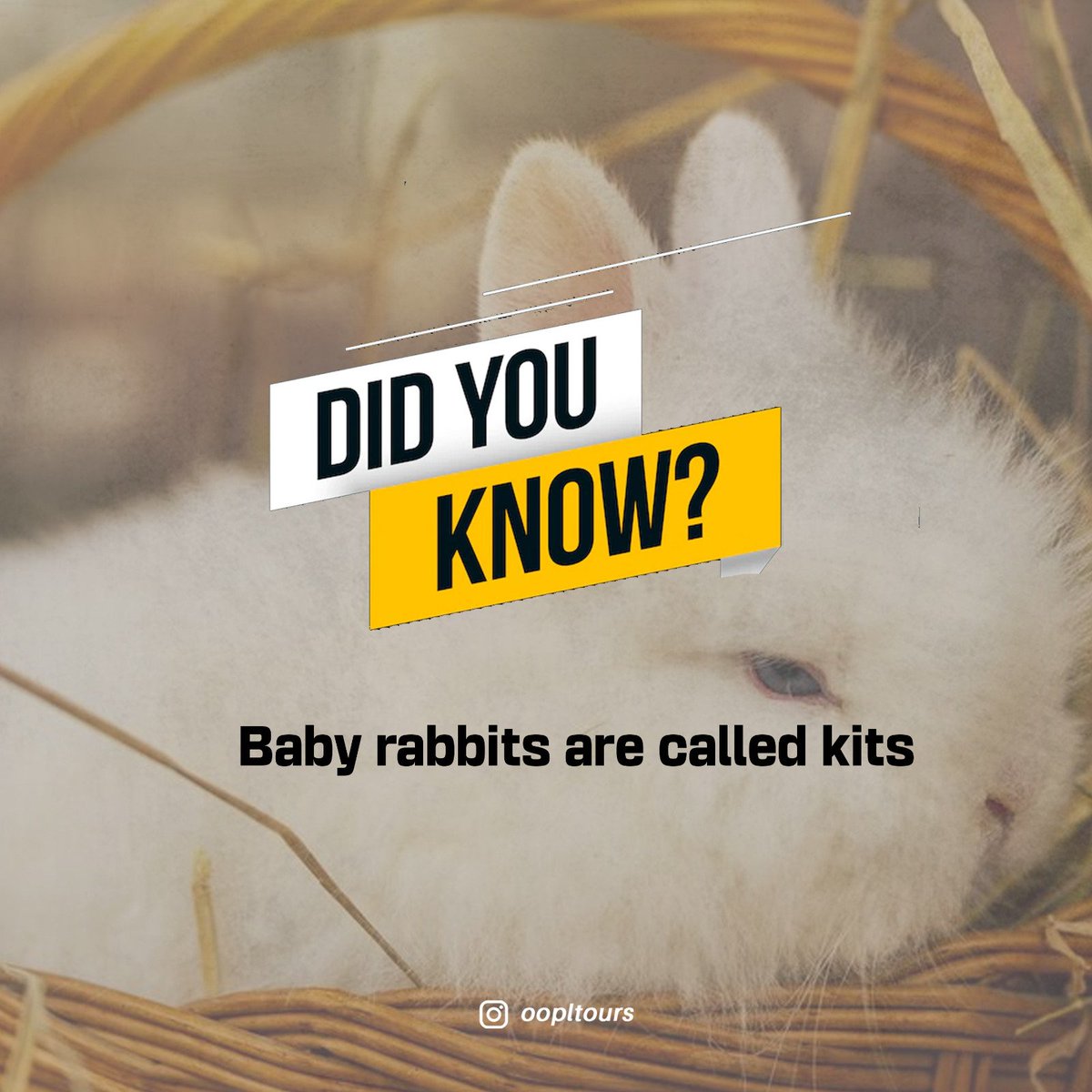 OoplTours's tweet photo. Cute🥰

#thursday #thursdaythoughts #explorepage #explore #instagram https://t.co/dvIYqCFsEp