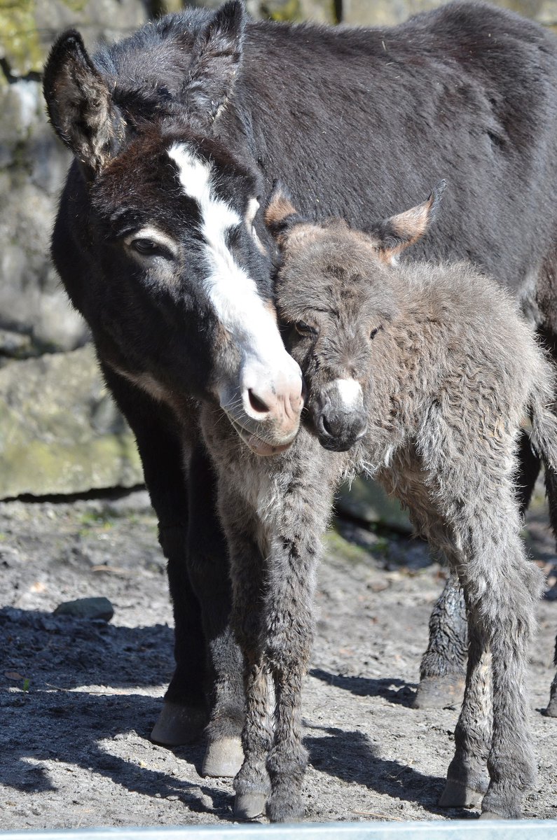 zoo_decin's tweet image. osel domácí / Equus asinus / Domestic ass
#zoo #Děčín #osel #mládě #donkey #young