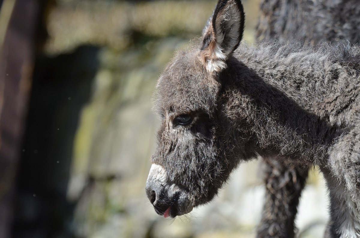 zoo_decin's tweet image. osel domácí / Equus asinus / Domestic ass
#zoo #Děčín #osel #mládě #donkey #young