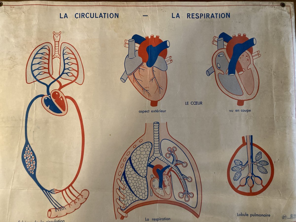Cab_Curiosite's tweet photo. Rare affiche scolaire vintage 1964 disponible ici:

https://t.co/rQhF1Fn77v

Dim. 120 x 92cm

#anatomy #postcard
#vintage #design #affiche #interior #decoration #deco #maison #decor #antiques #Brocante #gravure #entomology #school #scolaire #anatomie https://t.co/sZU9XtUemQ