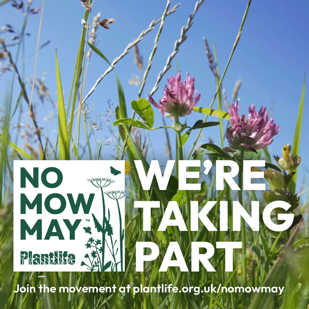 stockley_park's tweet photo. We're taking part in #NoMowMay 🌱 No Mow May is Plantlife’s annual campaign calling all garden owners and green space managers not to mow during May – liberating lawns and providing a space for nature! #StockleyPark https://t.co/vZCCvH2Hcv