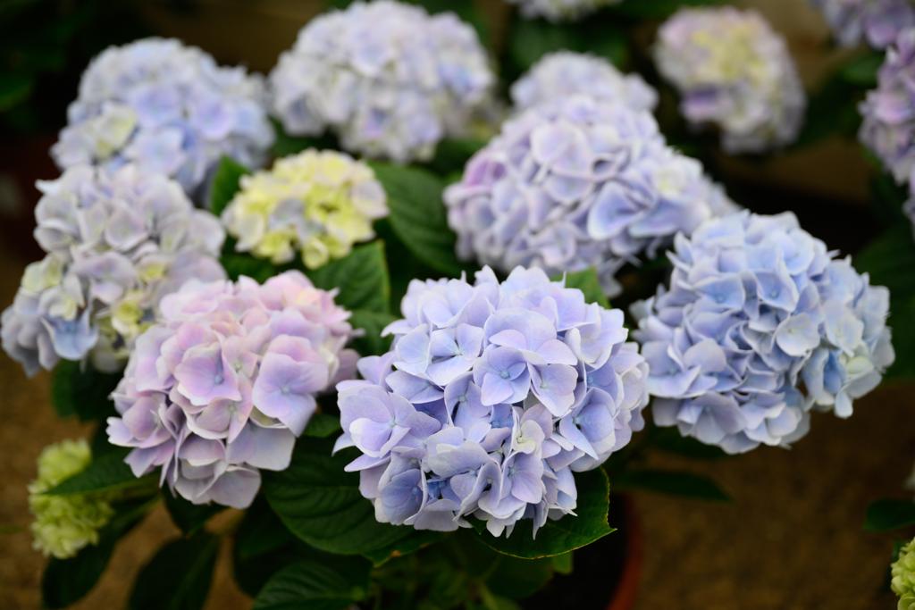 VanHage's tweet image. Patio Hydrangeas - perfect for seasonal colour. When watering, ensure they can drain freely, and keep them in a sunny or partially shaded position. 
Plenty of pots to choose from in-store to complete your display.
#springplants #bluediamondgardencentre #garden #gardening #vanhage