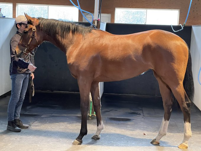シュヴァルグラン 実使用GⅡゼッケン ウマ娘 競馬