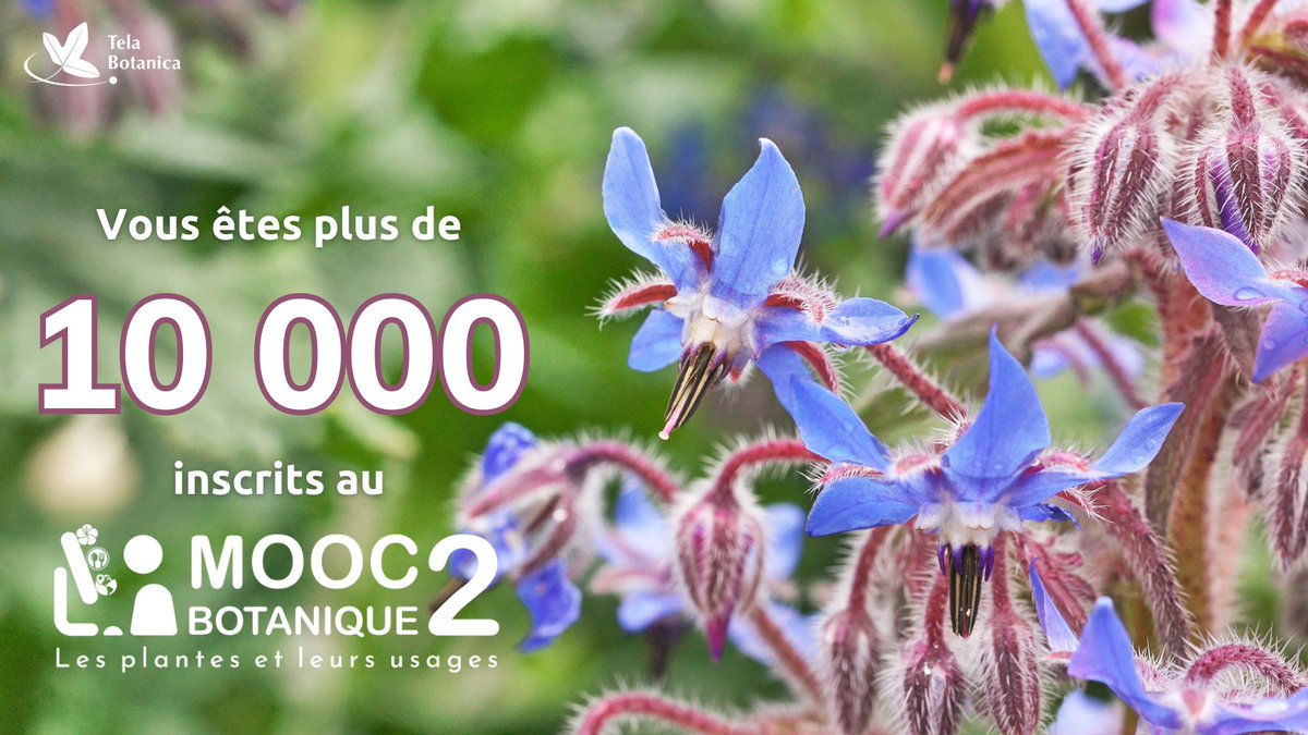 💜🌿Déjà plus d'un mois que le #MOOC Botanique 2 “Les plantes et leurs usages” est ouvert aux inscriptions et vous êtes désormais plus de 10 000 inscrits prêts à suivre notre formation à compter du 10 mai 2023. 🌿💜
👉Pour s’inscrire : bit.ly/moocbotanique