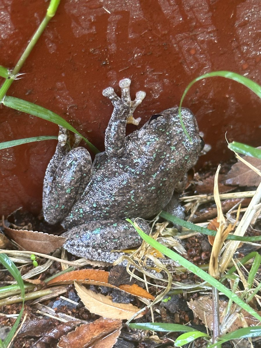 Feel I’ve unlocked a secret to Twitter. Post something about the farm , donuts, post a photo of a frog and things happen. Thanks to those who identified the Persons tree frog