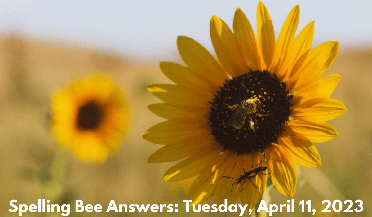 beingcounsellor's tweet photo. Are you looking for the Spelling Bee answers for Tuesday, April 11, 2023? You've come to the right place! In this post, we'll provide you with all the correct answers for the spelling bee that took place on that date. #renaissance #SpellingBee

https://t.co/51mNsP4Zxx https://t.co/WKPTfyCV5k