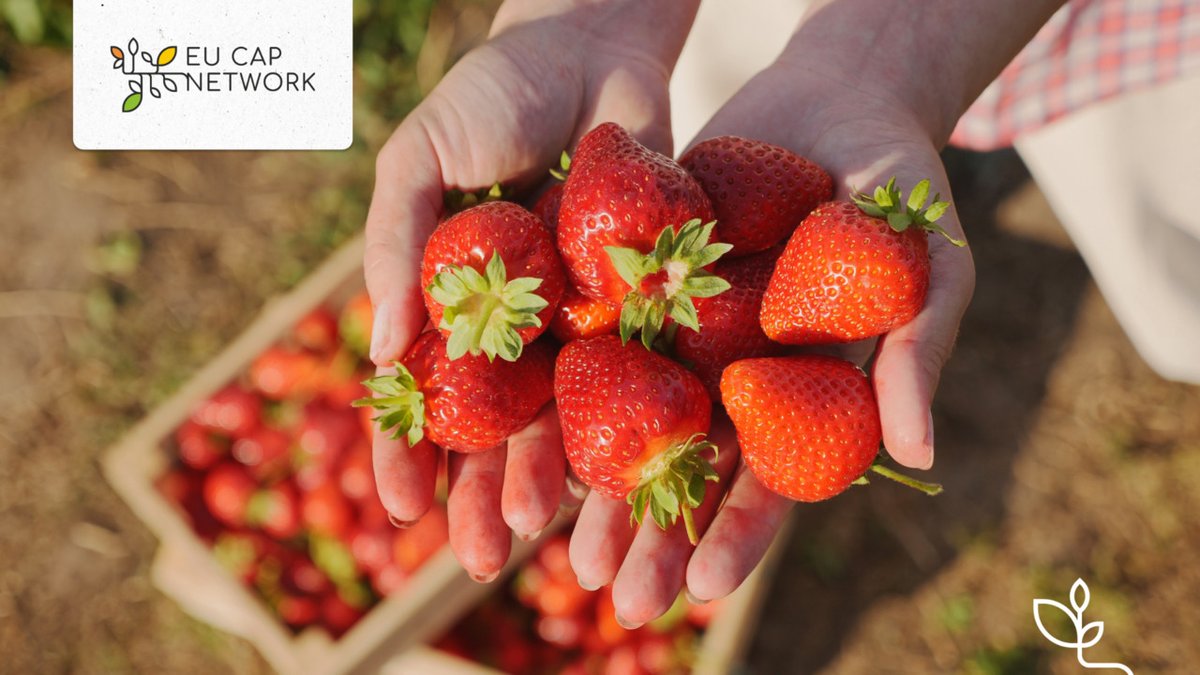 eucapnetwork's tweet photo. ๐ Interested in #innovation for strawberry production?
In September, the Finnish and Estonian Rural Networks had #webinars on this topic ๐ป
And they are now available online!
Watch them here ๐ https://t.co/OYSgPpgZAD
#RuralNetworking https://t.co/AMTYwDXNt5