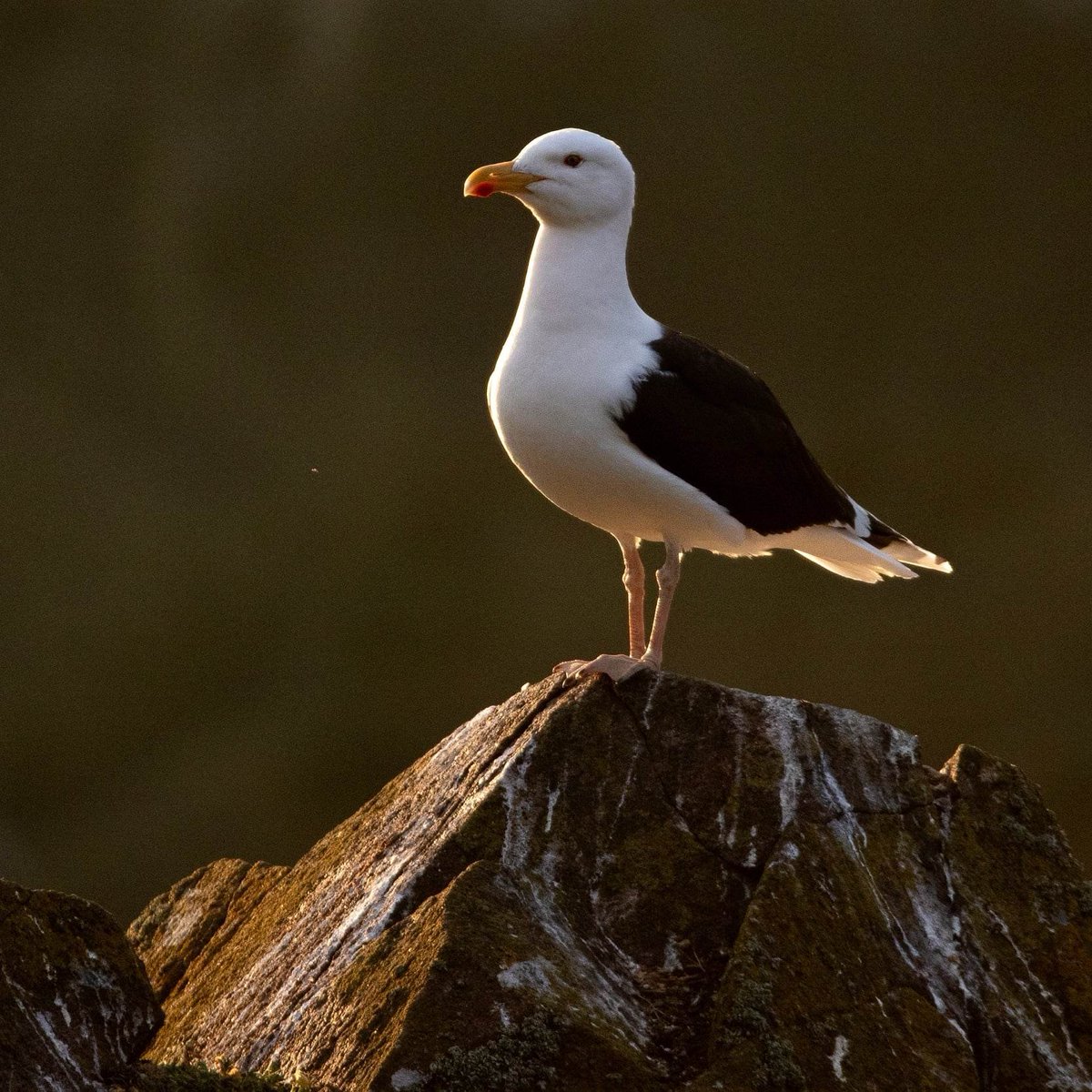 Sam Langlois tweet media