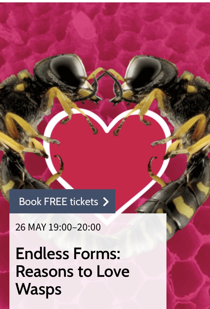 WaspWoman's tweet image. People of #Oxford, I’m giving a talk about why you should love wasps at Oxford Natural History Museum - May 26th 7pm @morethanadodo  #EndlessForms 

Register for your FREE ticket here 👇 

oumnh.ox.ac.uk/event/endless-…

Loving the gorgeous #WaspLove artwork!