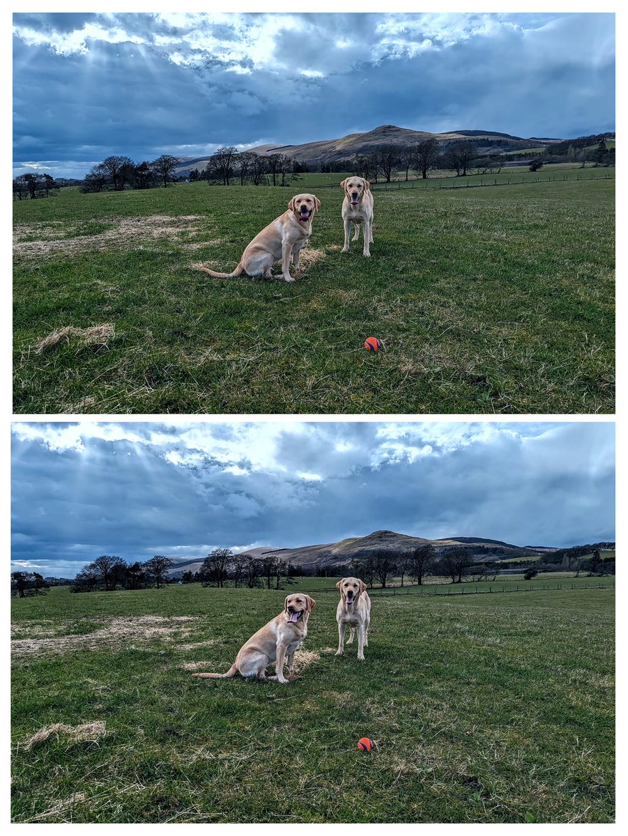 Let's play fetch before we hit the hay, so you can dream of catching balls all day!
#dogsoftwitter #dogs #Dog #DogsBehavingVeryBadly