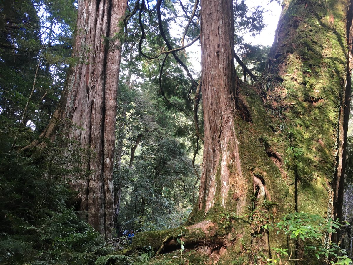 WhenInTaiwan's tweet photo. Go see the #trees thousands of years older than the humans (bottom, center👇🏽) dressed in blue. #TimeForTaiwan https://t.co/YLNqujwuSP