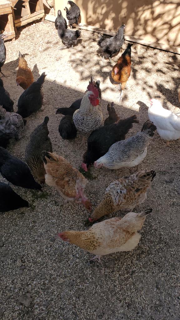 Tip
Are your chickens not laying enough eggs? Try adding moringa to their diet. Moringa can improve egg production and quality. #MoringaForChickens #EggProduction