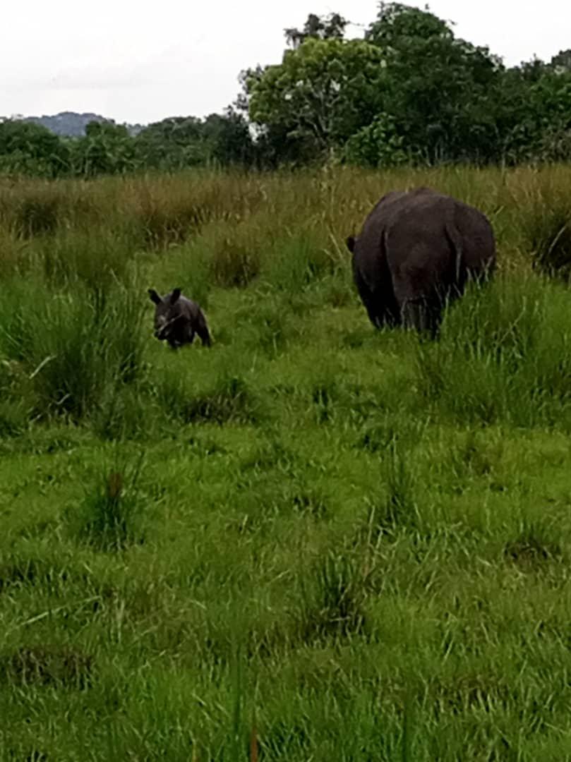 ugwildlife's tweet photo. Malaika, the female rhino at #Ziwa Rhino Sanctuary, gave birth to a calf on April 12, 2023. The sex of the calf is yet to be confirmed. This brings the total number of individual rhinos at the sanctuary to 37. 
#rhinos #conservation https://t.co/fMsNyCjP0A