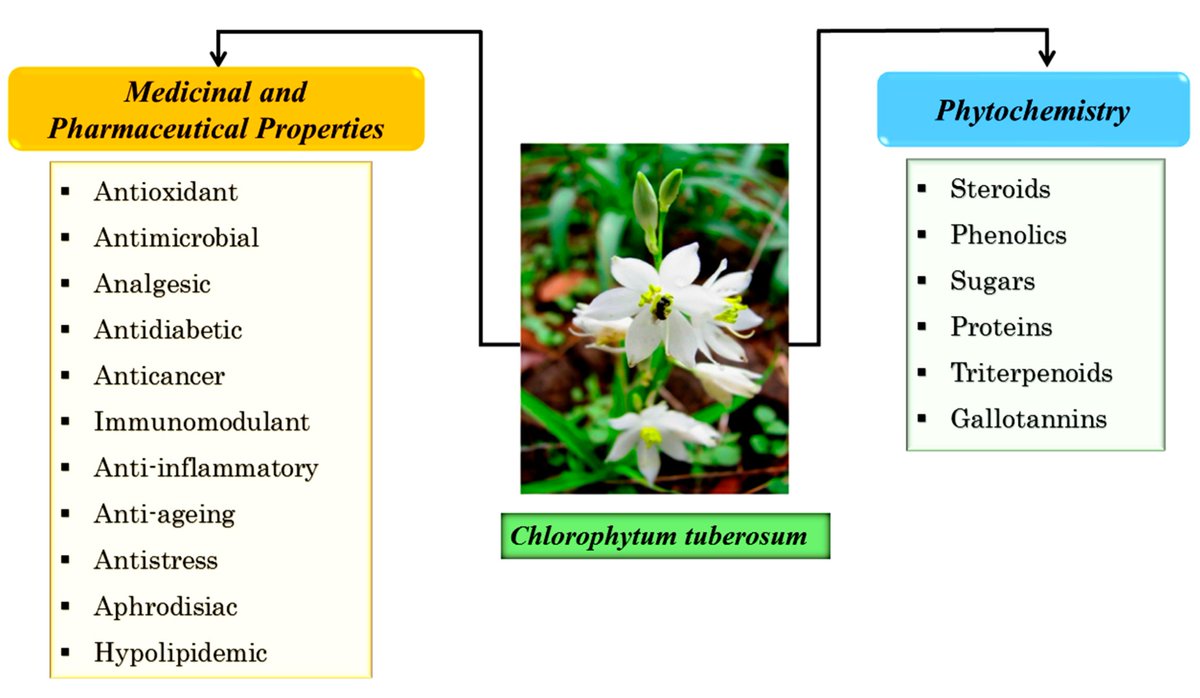 Regulatory Mechanisms for the Conservation of Endangered Plant Species, Chlorophytum tuberosum—Potential Medicinal Plant Species

mdpi.com/2071-1050/15/8… via <a href="/Sus_MDPI/">Sustainability</a>