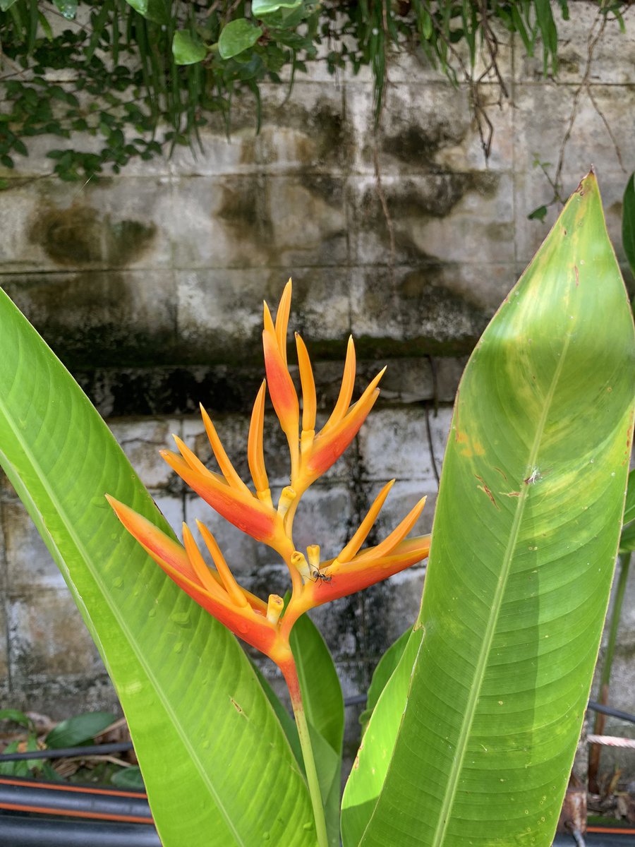 ReRootlife's tweet image. 