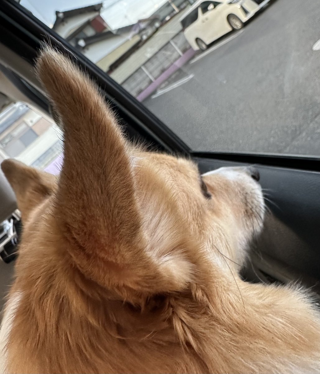KAORIX17's tweet photo. 狂犬病の注射いってくる！ https://t.co/rzxORI6JMn