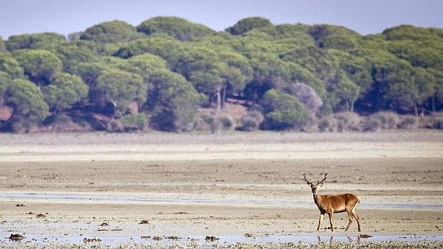 InNomineMei's tweet photo. Doñana bien merece un 155. https://t.co/sjZCbu5ofq