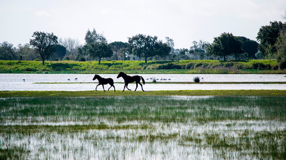 Doñana bien merece un 155.