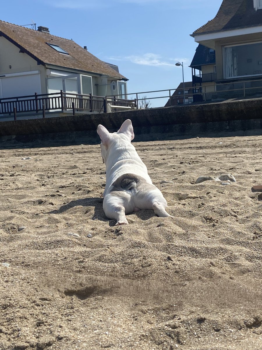 AnimalCareMBA's tweet photo. Les #chiens peuvent aussi partir en #vacances 🫶
#digitalisationprotectionanimale #animaux #transfonum https://t.co/QKRZ6vuYJE