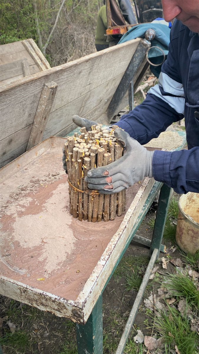 RNP_Romsilva's tweet photo. ℹ️ 🇷🇴 Pregătiri pentru viitoarele campanii de #împăduriri la Direcția Silvică #Giurgiu din cadrul #Romsilva

ℹ️ 🇬🇧 #ForestryWorks in #forest nurseries of Giurgiu Forest Directorate, in #Romania  

#forests #afforestation #Forestry #păduri #pădure #silvicultură #foresters https://t.co/MYD9eatlfg